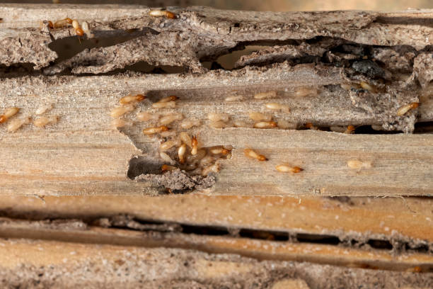 Best Termite Control Services  in Pea Ridge, WV